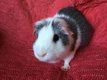 Rescue Guinea Pig Guinea Pigs for Adoption in San Diego, California - Happy Go Lightly | PetCurious